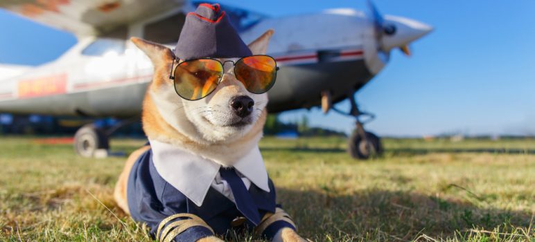 Confortul animalelor în călătoriile cu avionul